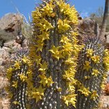 Hoodia alstonii, Umdaus Dscf3297